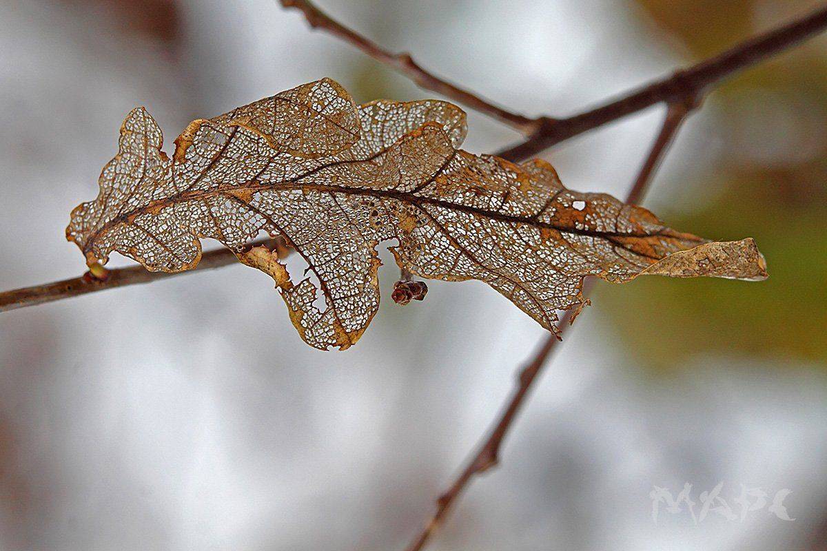 , Шангареев Марс