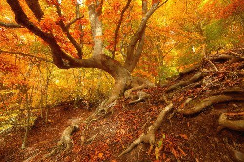 Пять дней осени