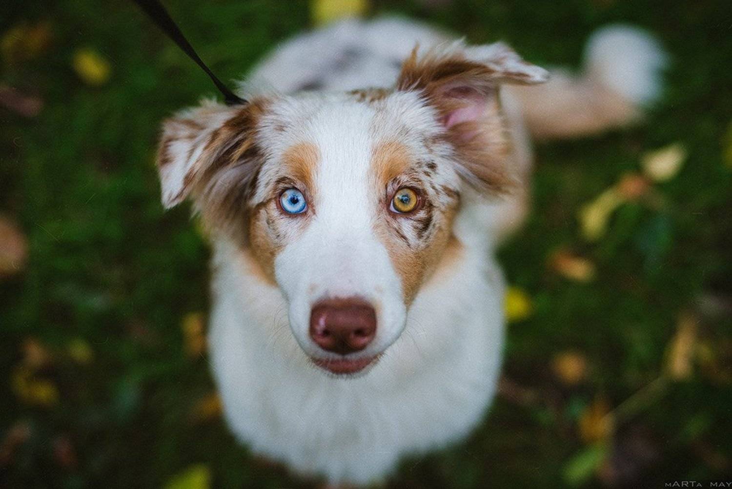 Dog, Австралийская овчарка, Аусси, Глаза, Собака, Марта Май