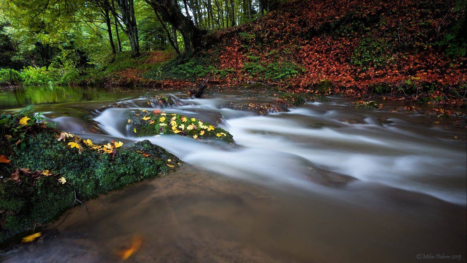 Autumn, river, forest, Милен Добрев