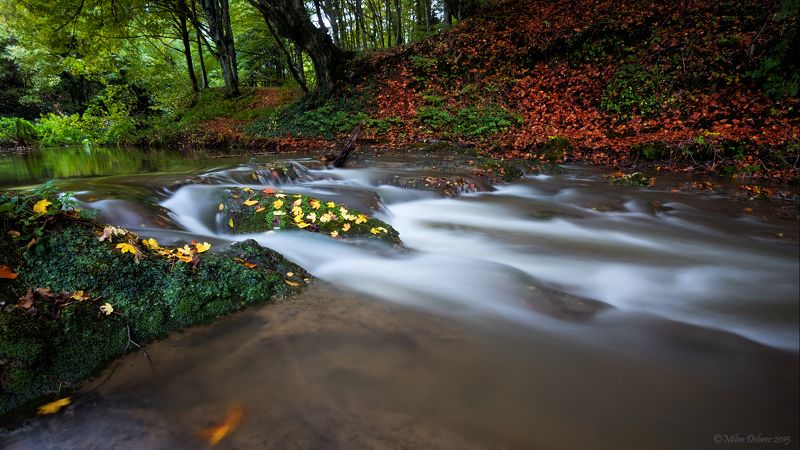 Autumn, river, forest *** фото превью