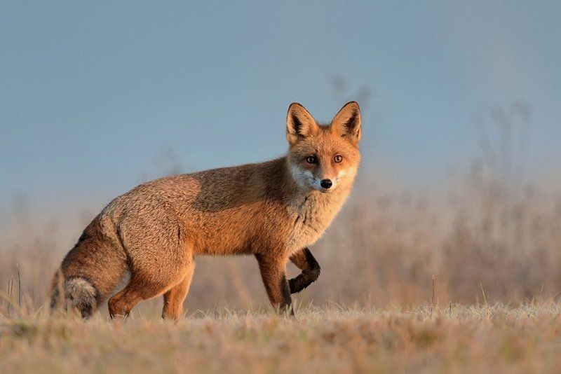 Rudzielec фото превью