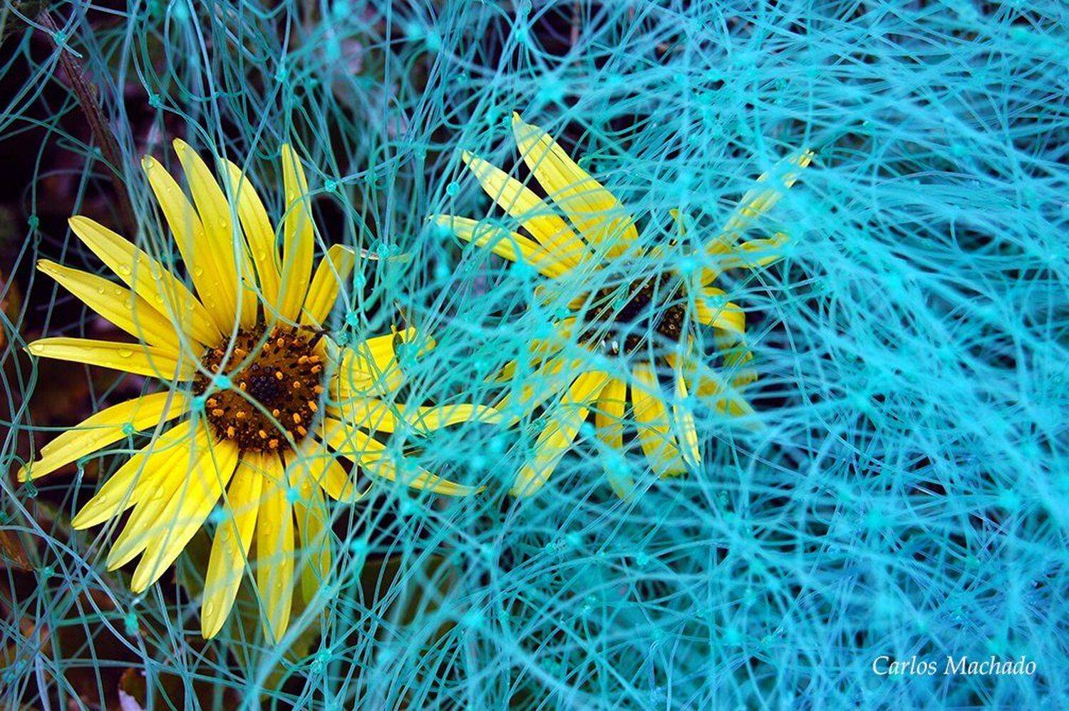 macro, urban, nature, Carlos Machado