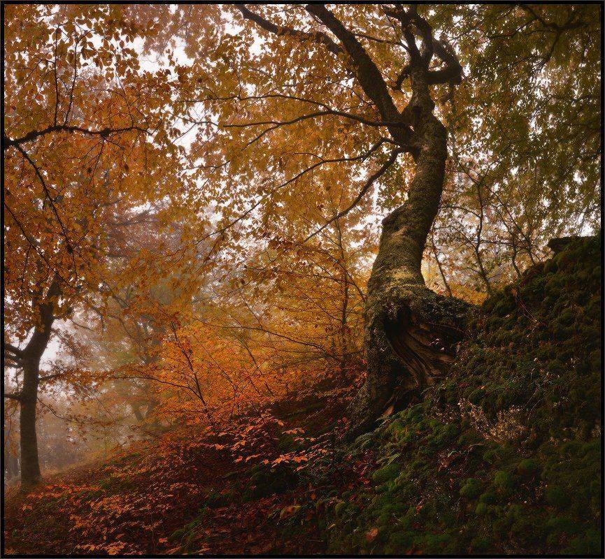 , Владимир Метцгер