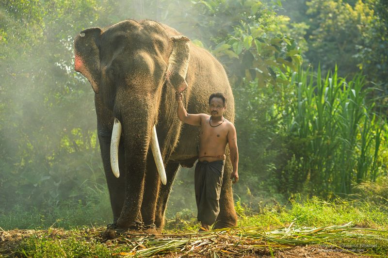Animals, Asia, Asian, Culture, Elephant, Green, Journey, People, Photo, Photography, Thai, Thailand, Tour, Touring, Travel Thai elephant фото превью