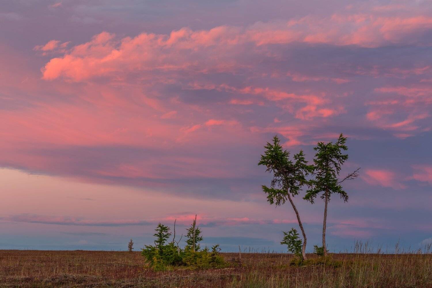 арктика, таймыр, море лаптевых, красноярский край, лиственница, хатанга, Кирилл Уютнов