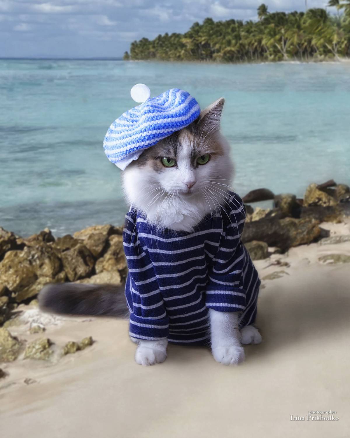 кошки, домашние животные, веселые фото, постановочное фото, забавные животные,, Приходько Ирина