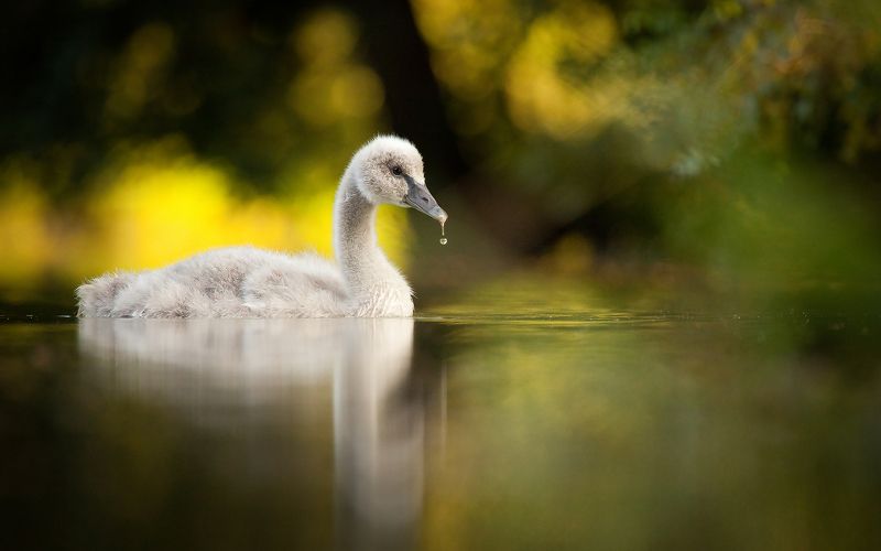 Black swan фото превью