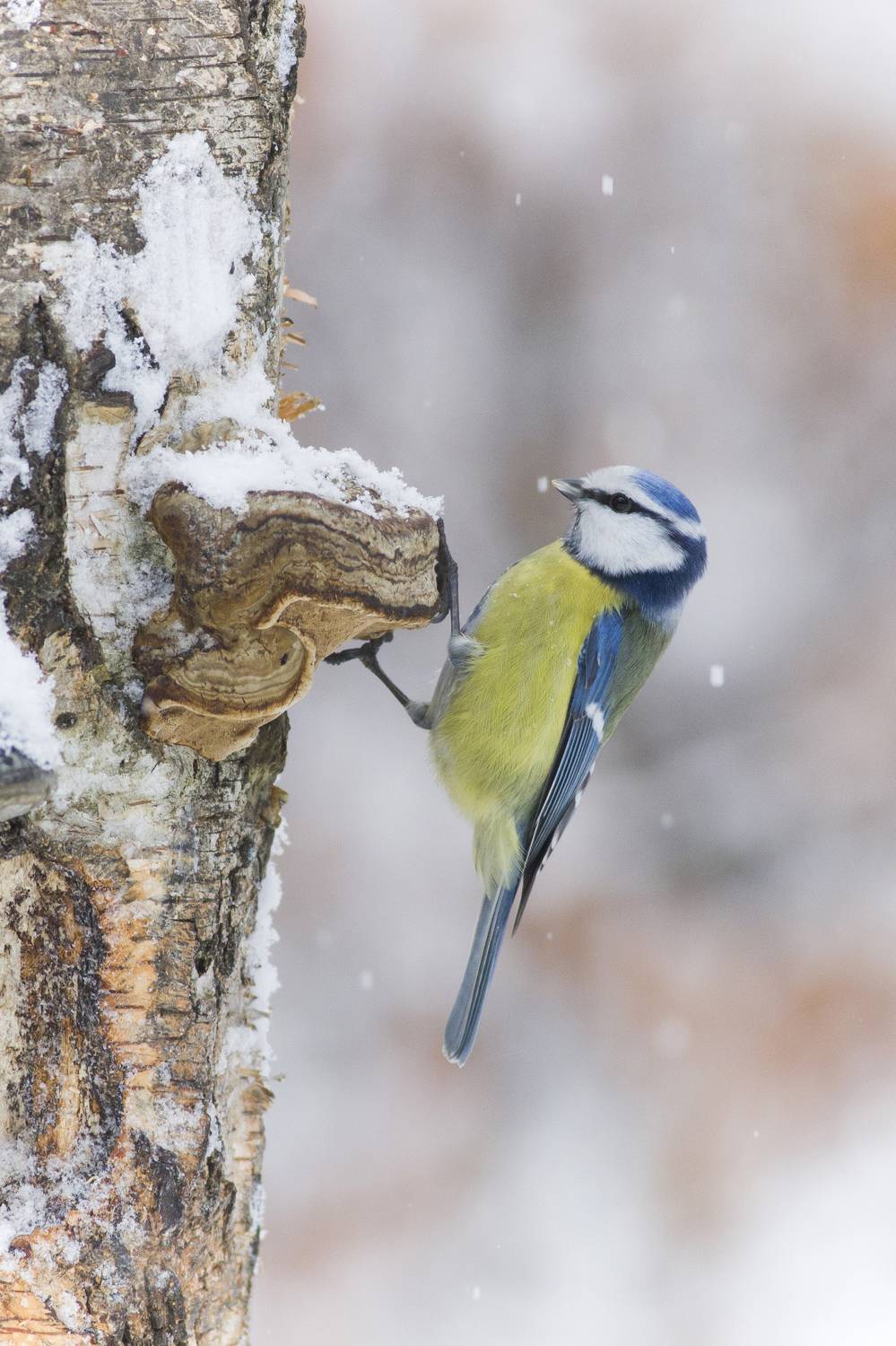 Vertical, Photography, Bird, Songbird, Wildlife, Nature, Wild, Animal, Small, Bluetit, tit, Birds, Damian Cyfka