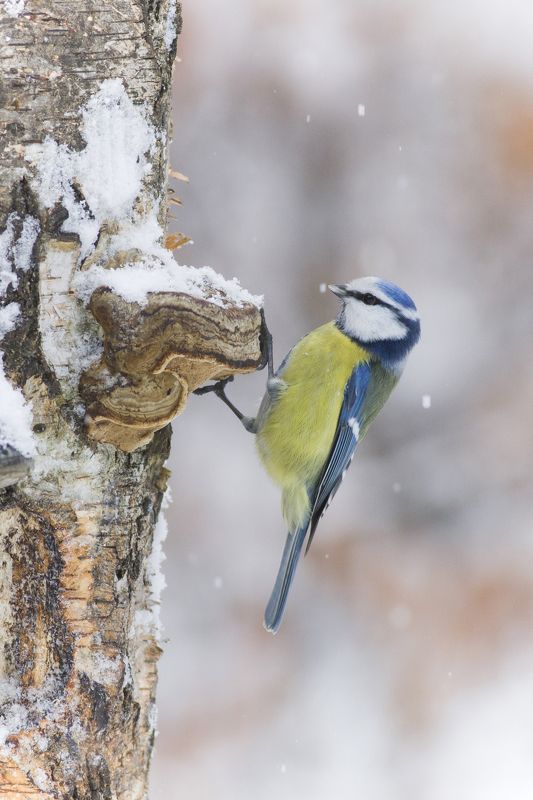 Blue Tit фото превью