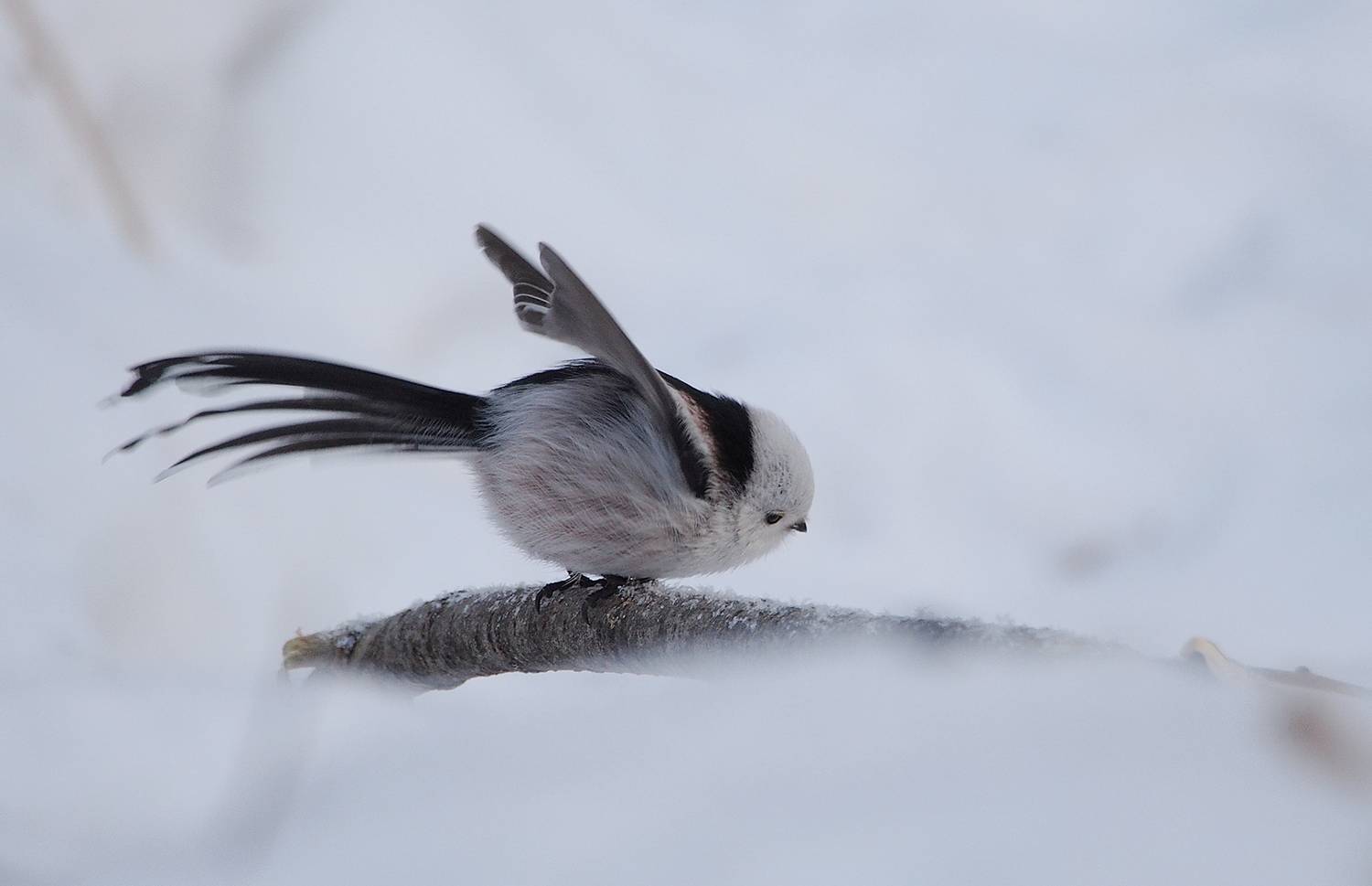 , Тришин Виктор