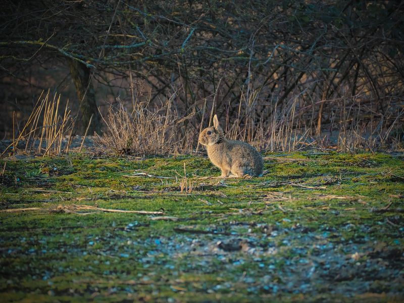 кролик, животное, rabbit, animal В лучах заходящего солнца фото превью