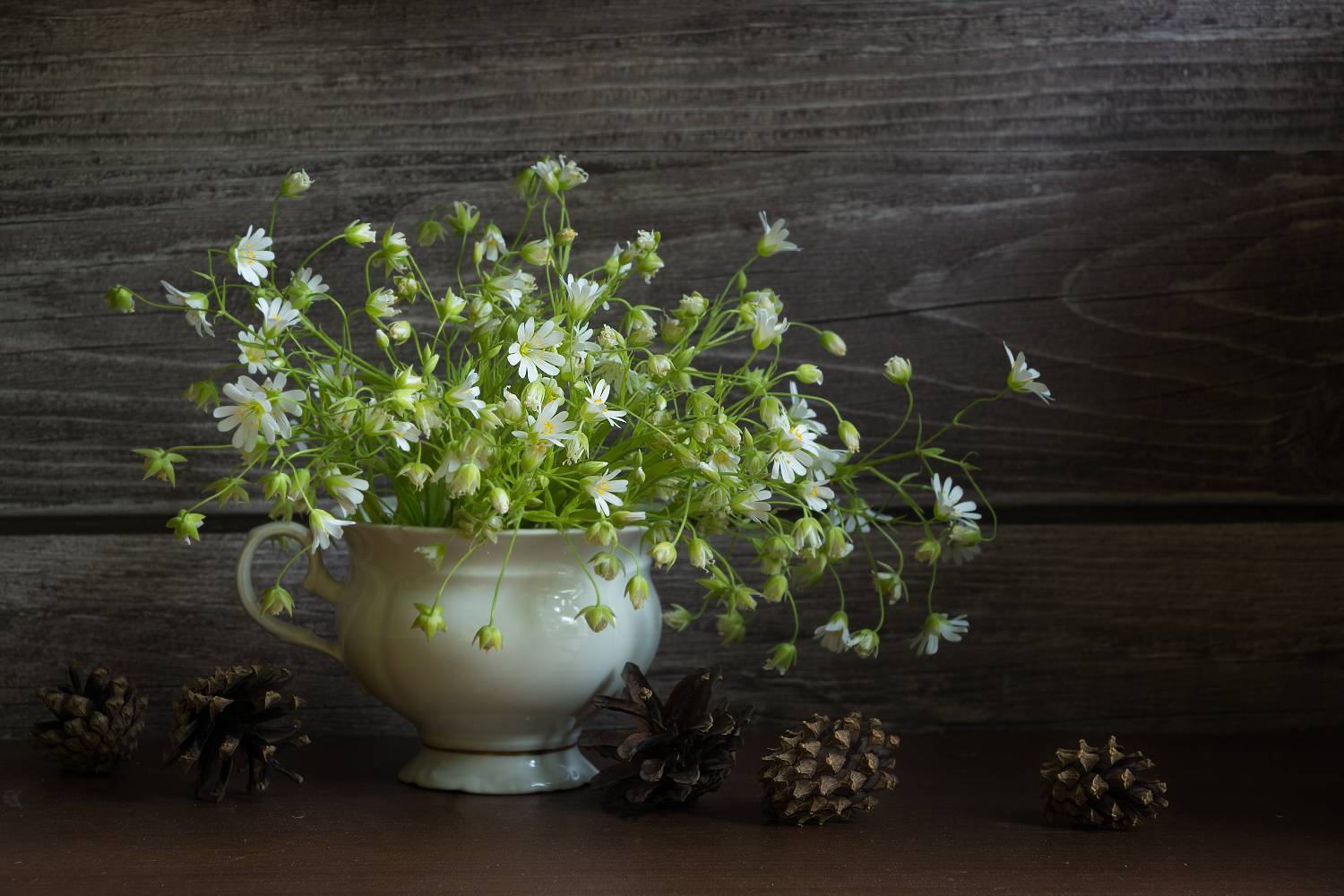 , Колеснева Елена