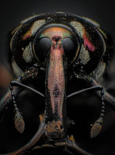 Weevil