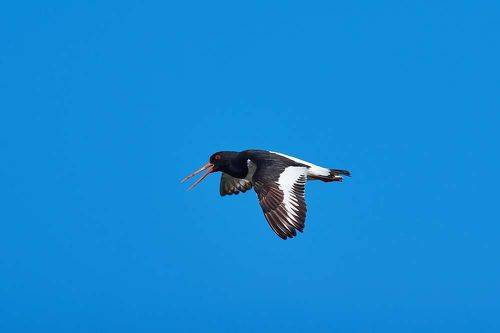 Haematopus ostralegus
