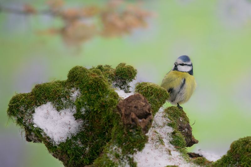 лазоревка, птицы, birds, wildlife, blue tit, зима Зимняя лазоревка фото превью