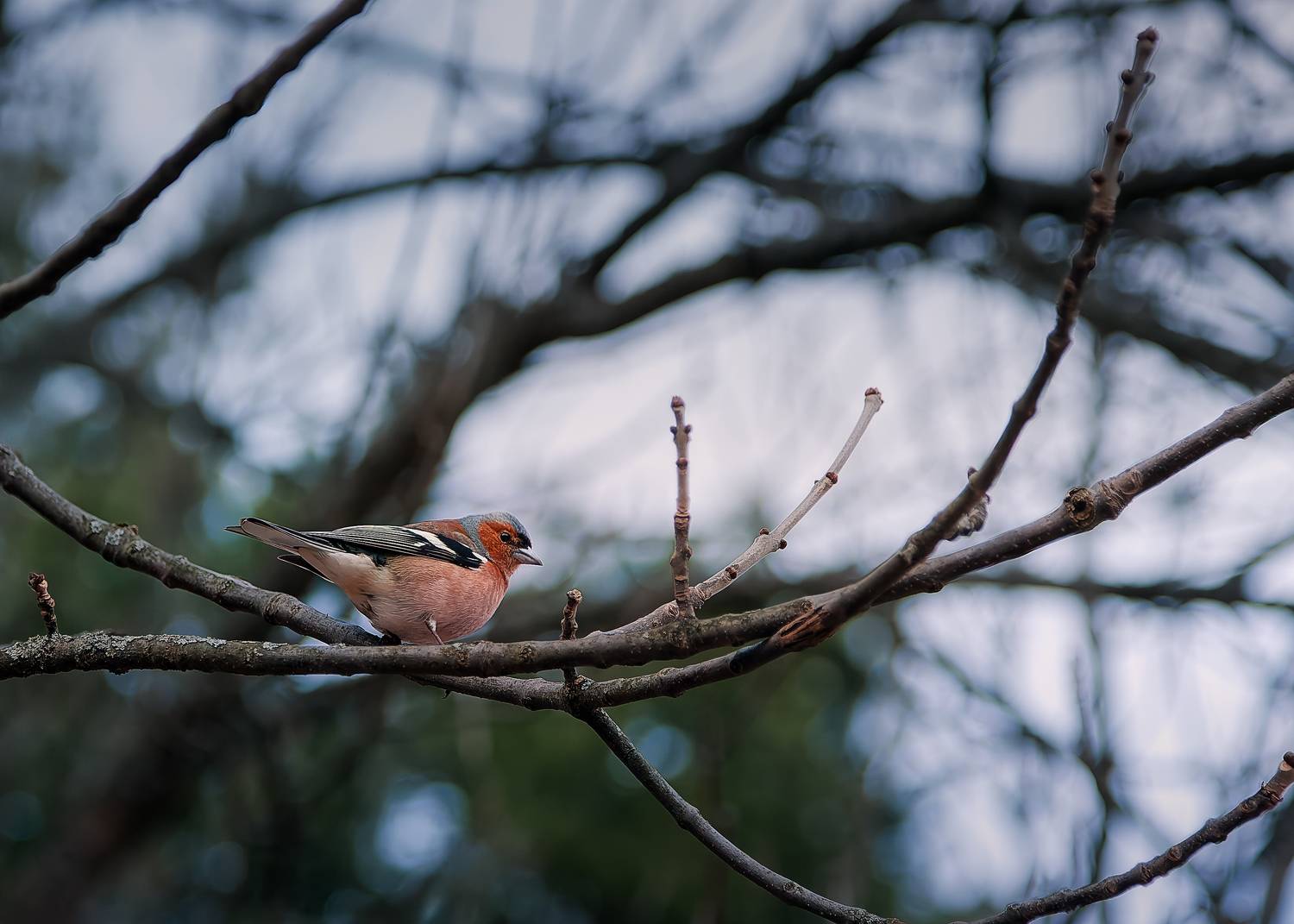 , Загруев Михаил