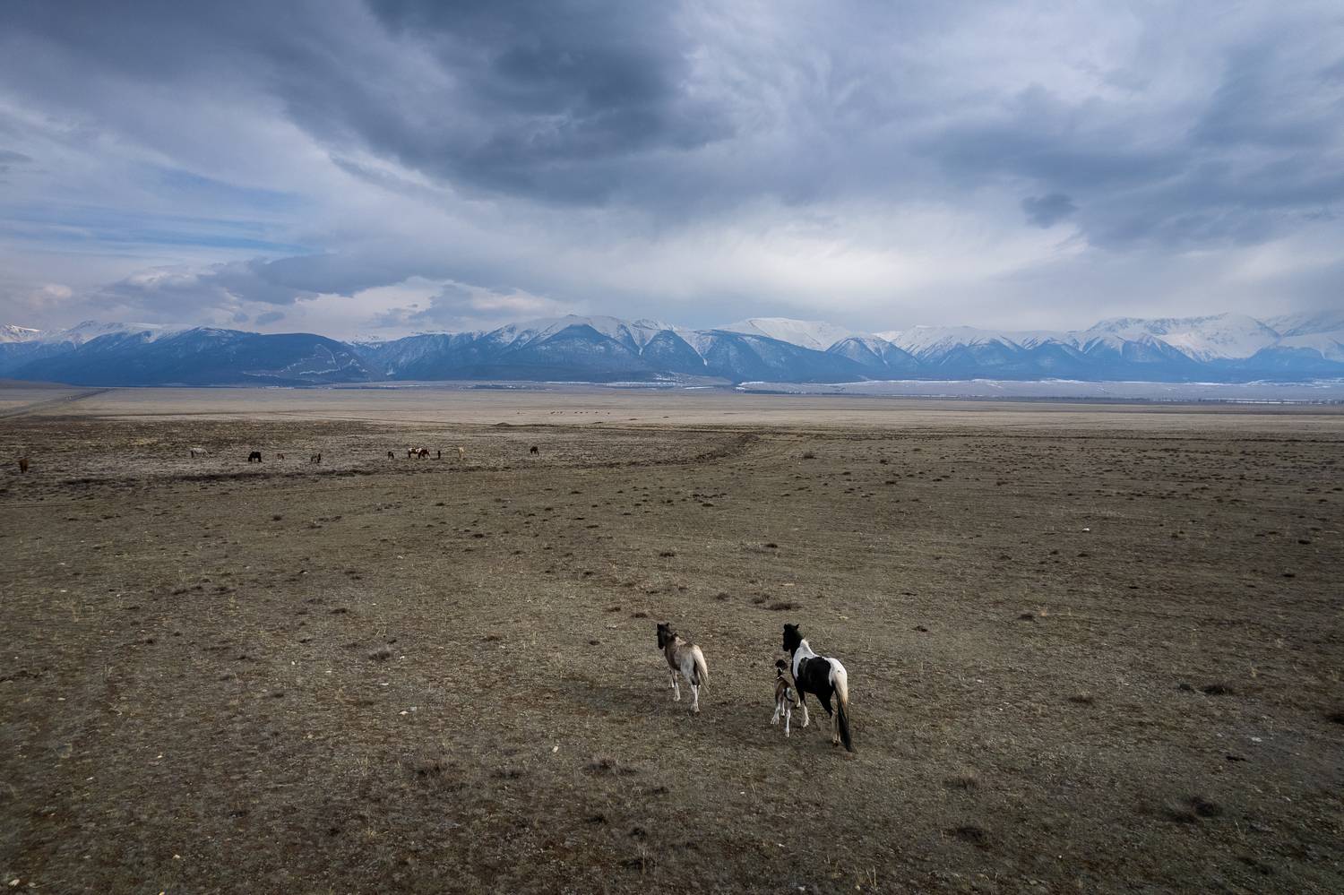 horse, Maria Pochikaeva
