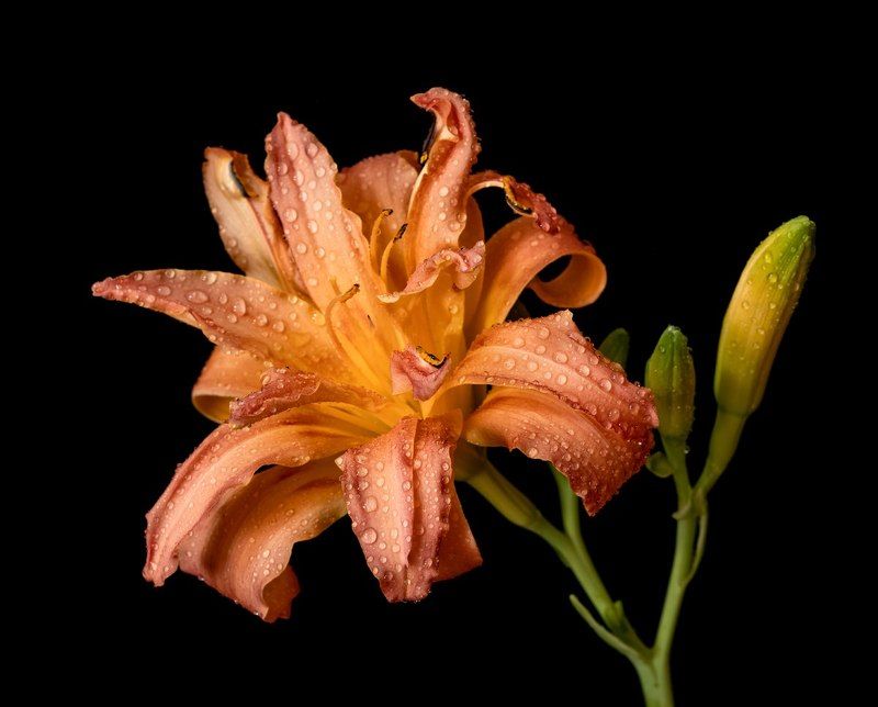 макро, цветы, лилейник Лилейник фото превью