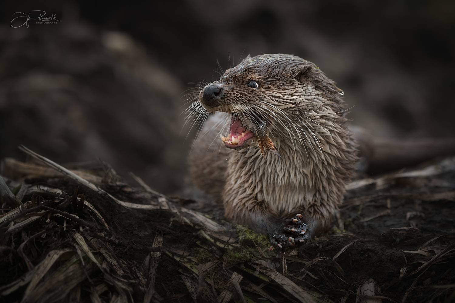 выдра, речная выдра, красный бор, беларусь, животные., Рудченко Ольга
