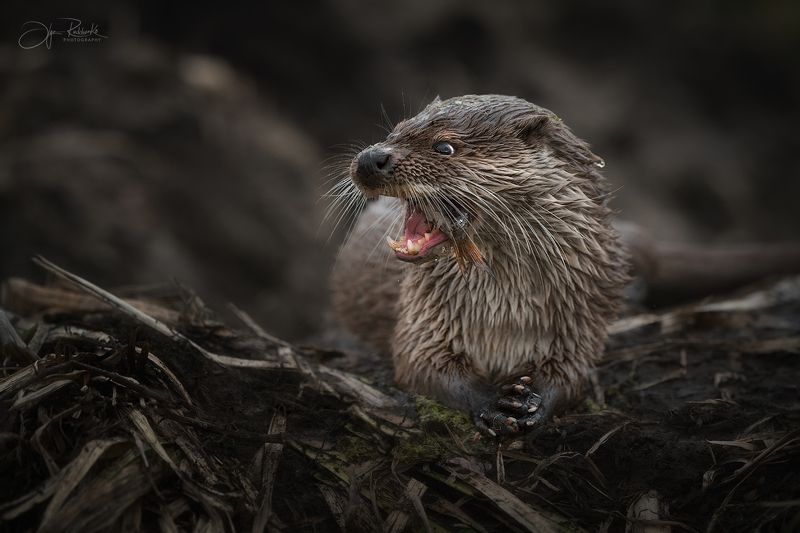 выдра, речная выдра, красный бор, беларусь, животные. Жадина фото превью