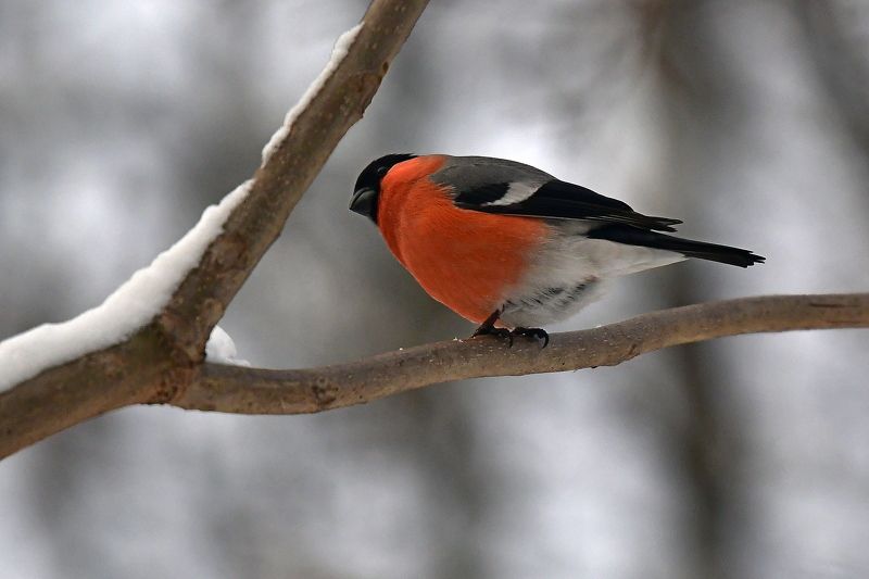 Bullfinch.. фото превью