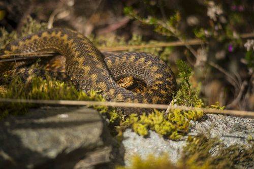 Vipera berus