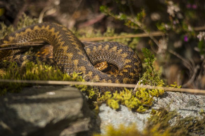 Vipera berus, Scotland, animal, animals, reptile, nikon, Vipera berus фото превью