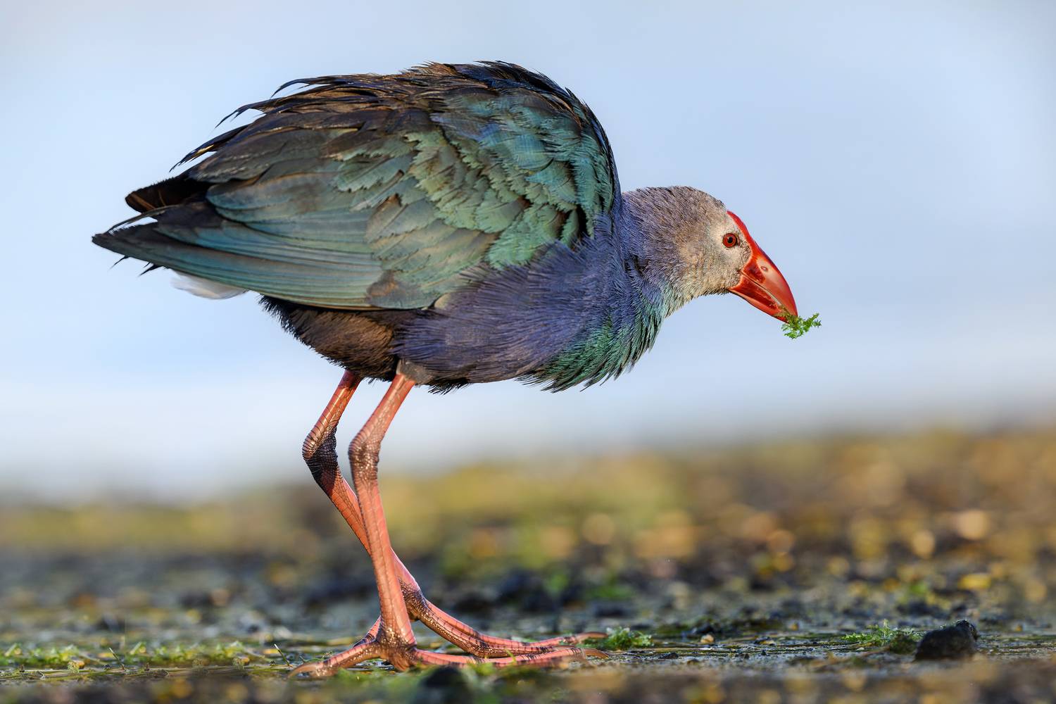 птица, фотоохота, султанка, природа, фауна, Vladimir Kulikov