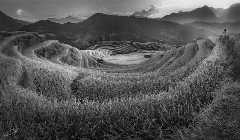 Rice&Icon of Vietnam фото превью