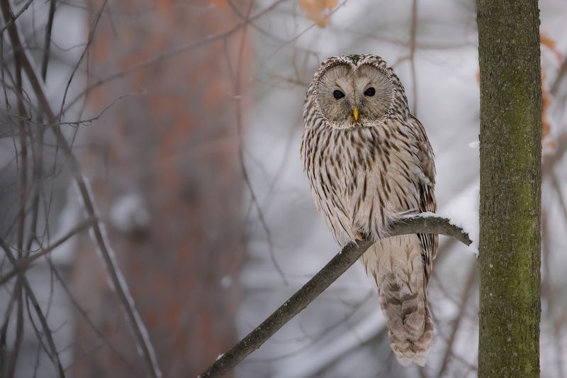 сова, неясыть, птицы, зима Длиннохвостая неясыть фото превью