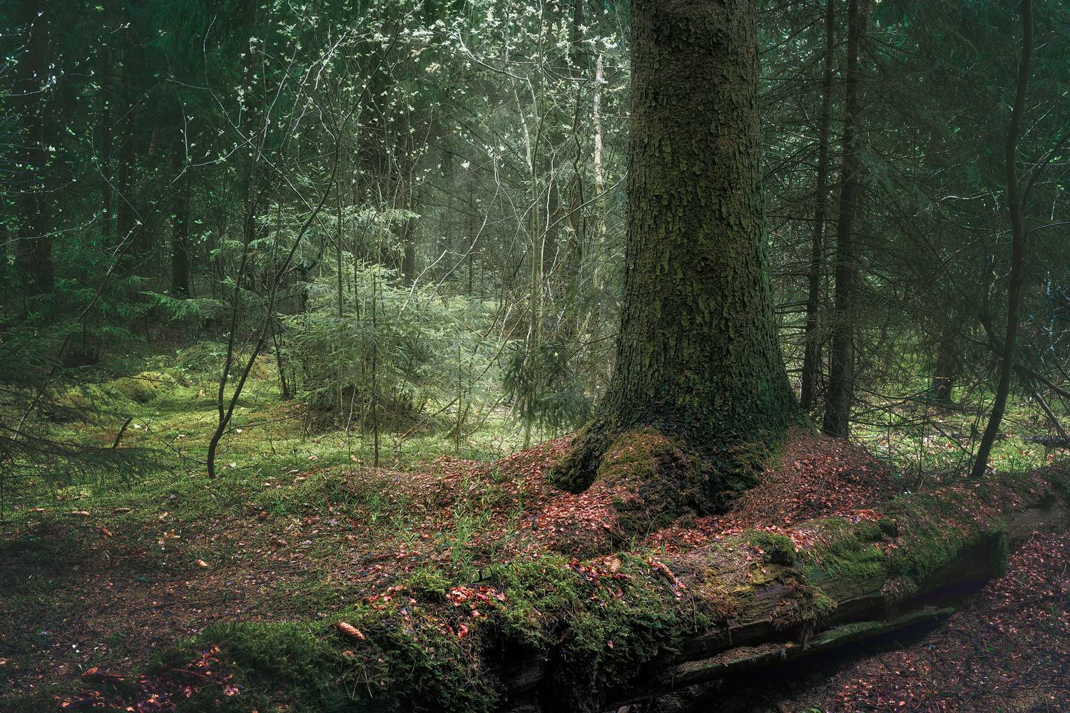 лес, деревья, листва, Валерий Вождаев