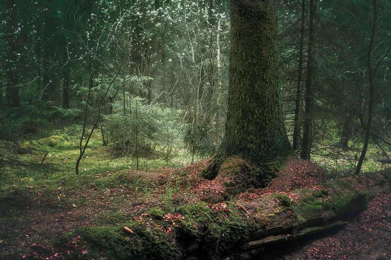 В лесу фото превью