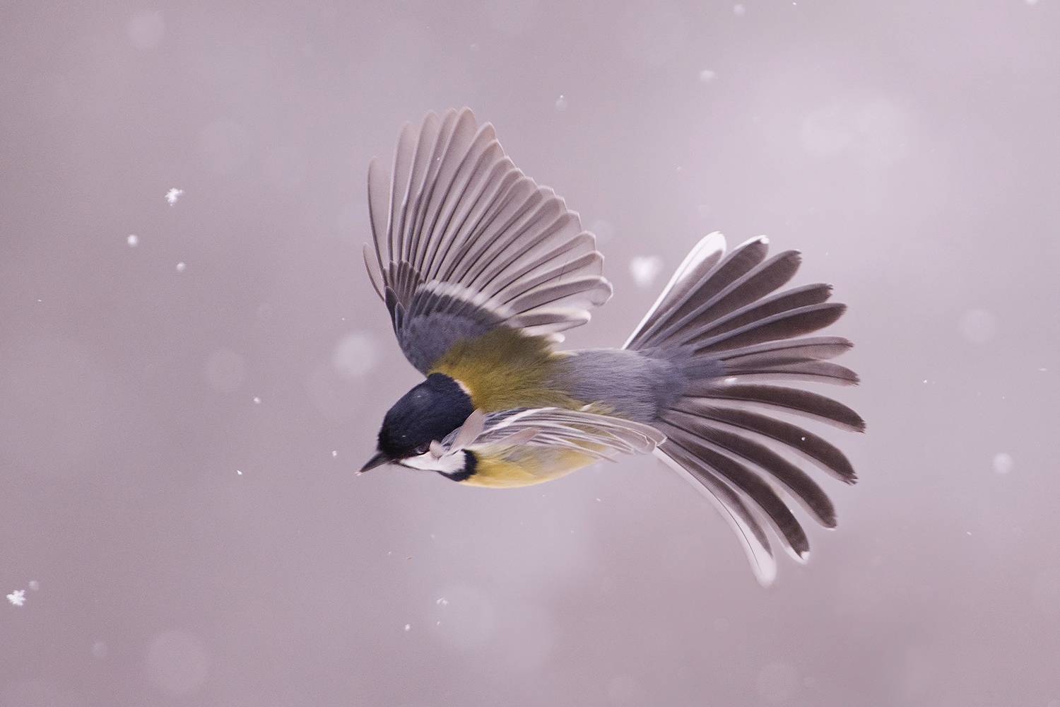 , Евгени Стефанов