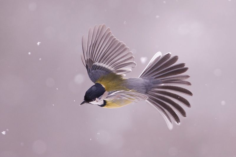 Большая на снегу фото превью