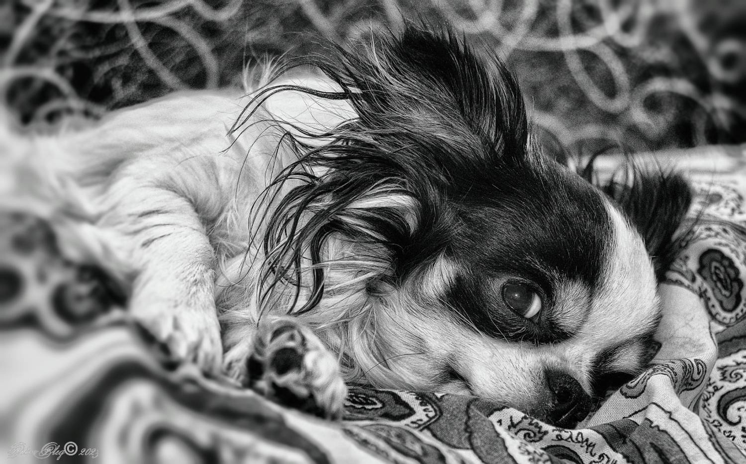 , Орлов Олег