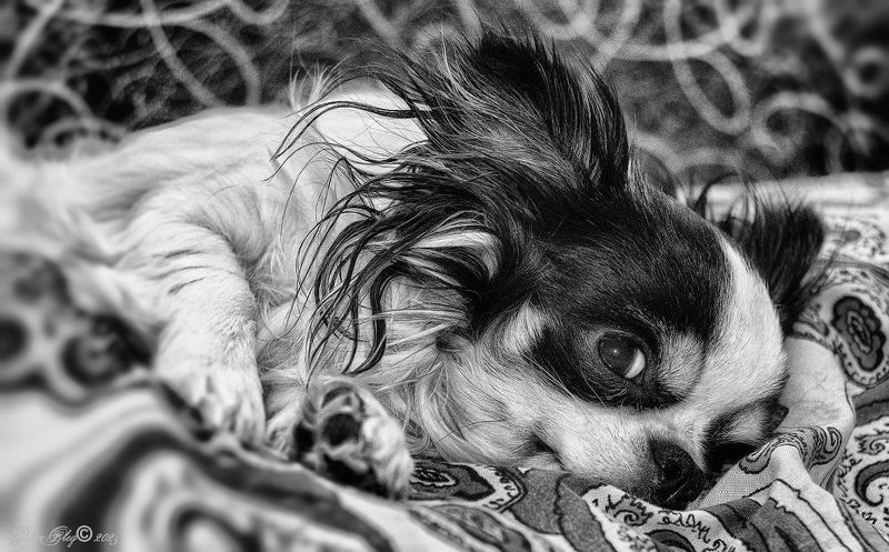 *** фото превью