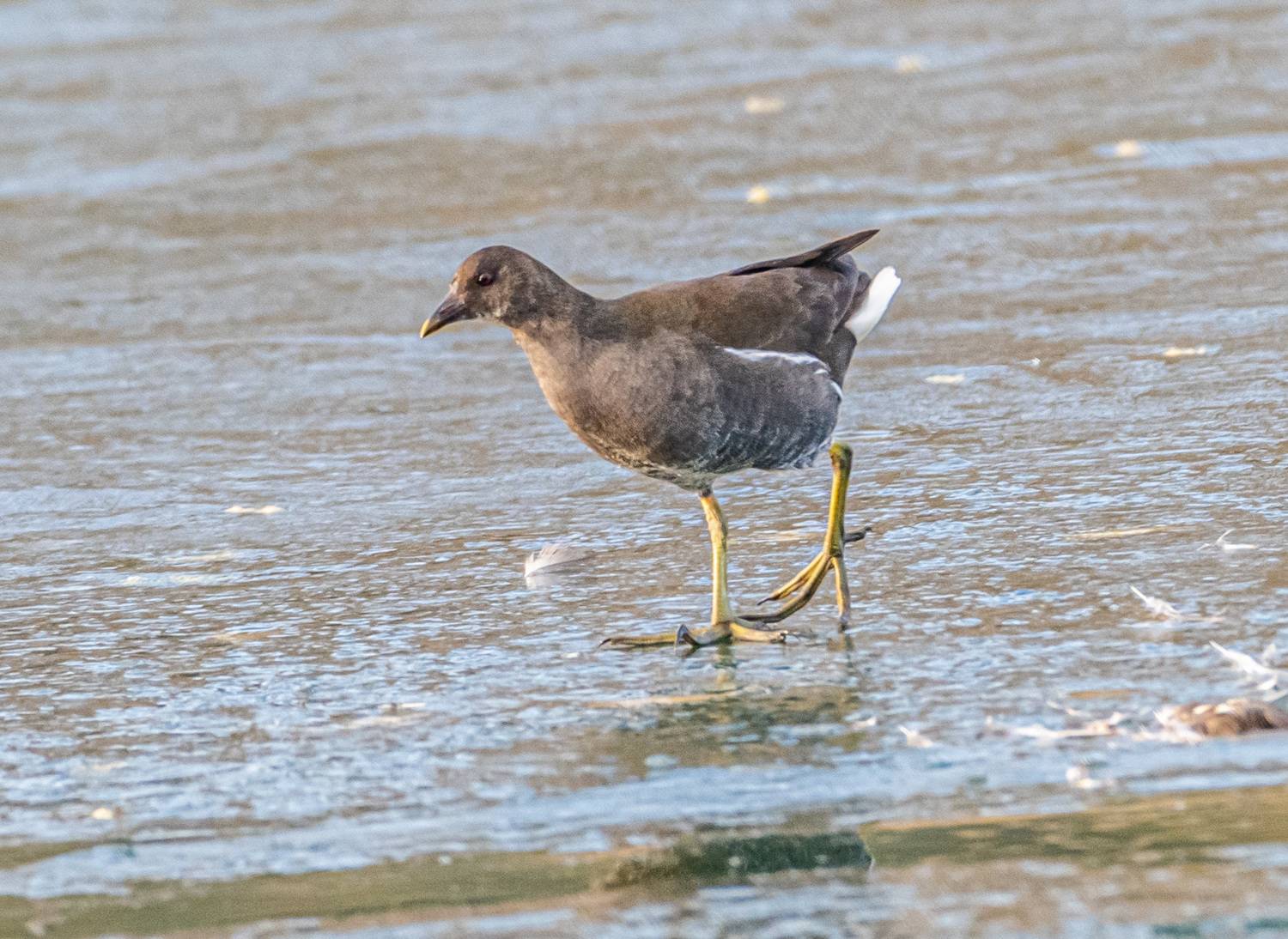 птицы, кисловодск, камышница, Савчук Сергей