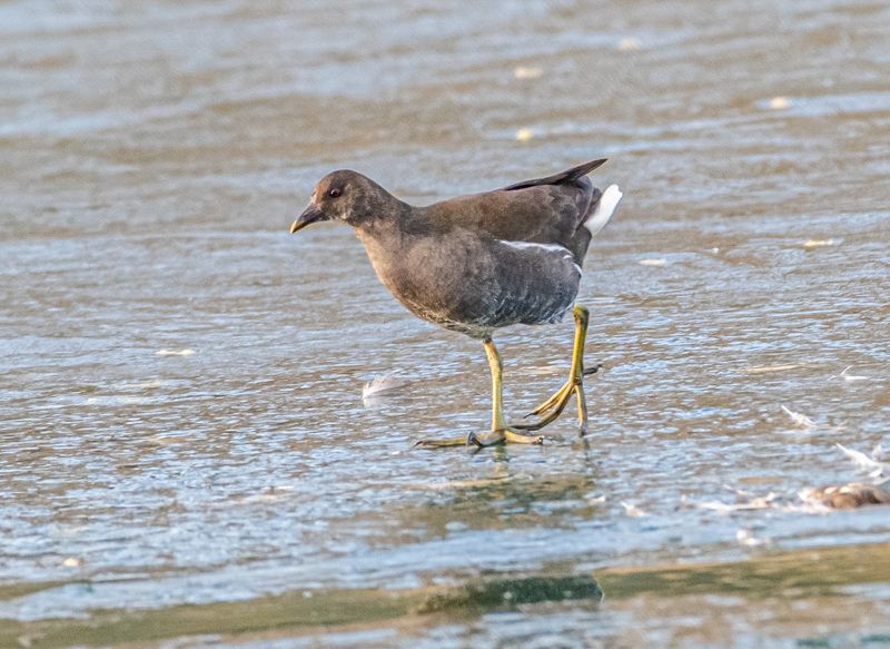 птицы, кисловодск, камышница Камышница фото превью