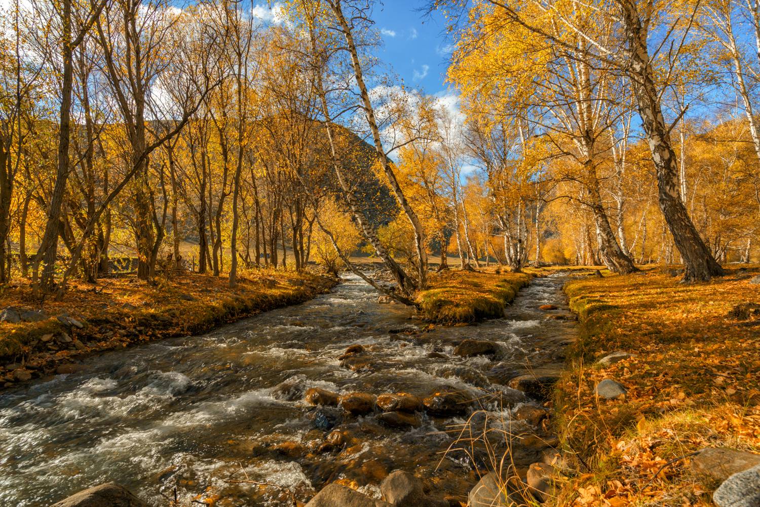 Россия, Алтай, пейзаж, речка, осень, Лариса Дука