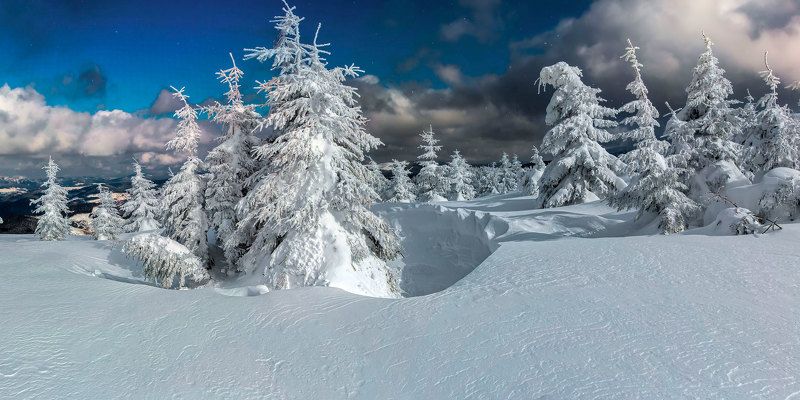 Ёлки, просто белоснежные ёлки фото превью