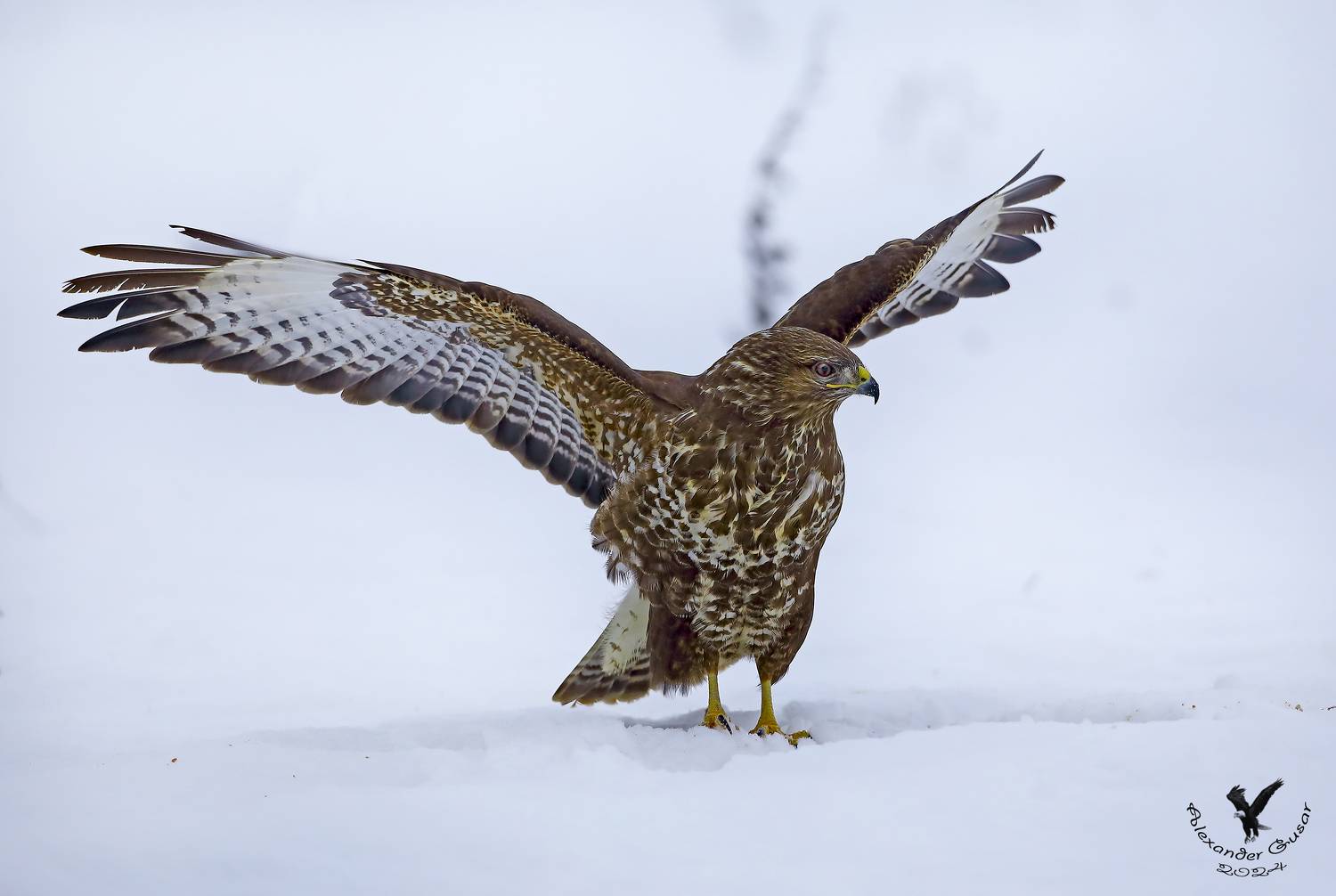 канюк, Гусар Александр