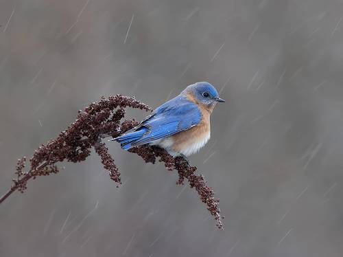 Eastern Bluebird, male -Восточная сиалия, самец