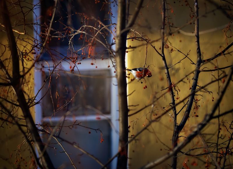 Из моего окна... фото превью