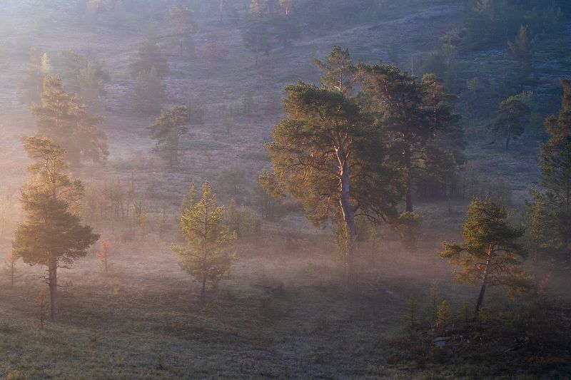 казахстан, рассвет, лучи, лес, деревья, каркаралинск  фото превью