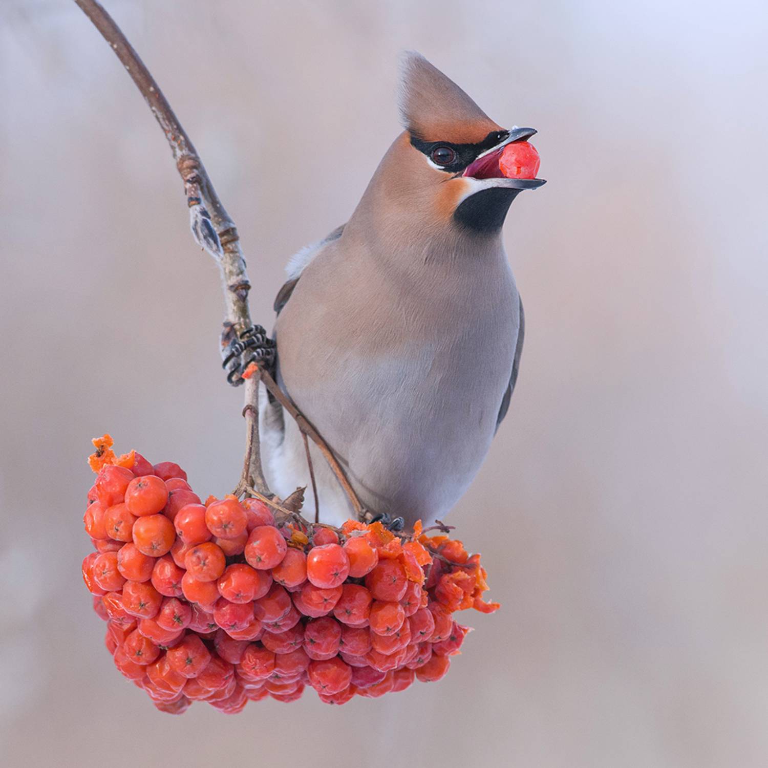 свиристель,рябина,ягода,зима, Иван