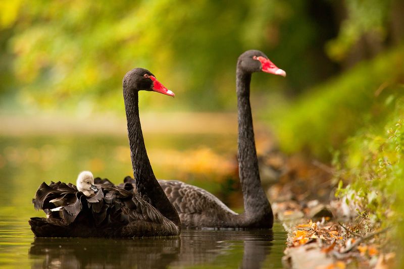 Taxi фото превью