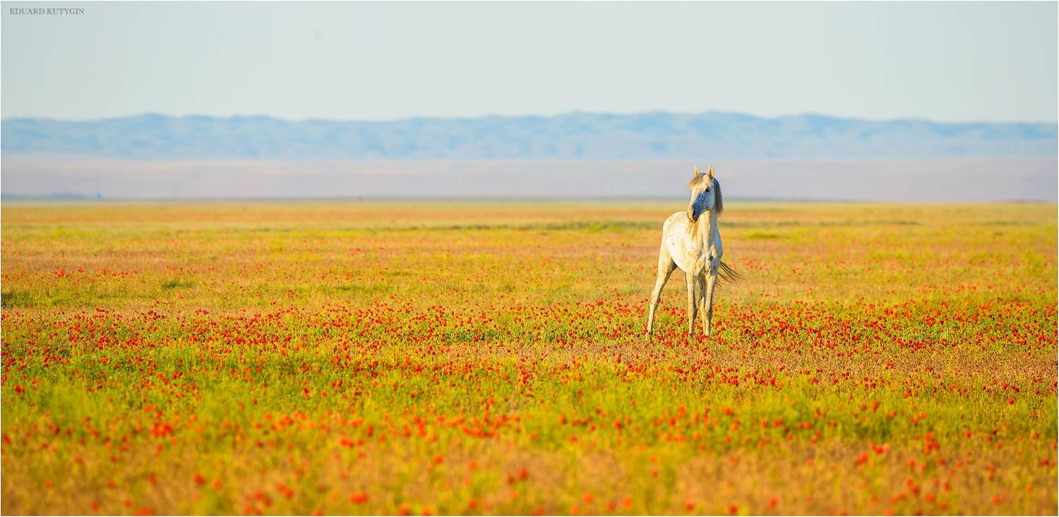 джетысу, семтречье, алтынемель, маки, казахстан, чарын, тяньшань, кольсай, каинды, фототур, фотоутрсемтречье, фототурджетысу, фототурмаки, фототурчарын, чарынскийканьон, Кутыгин Эдуард