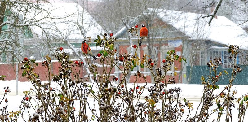 Снег идёт. фото превью