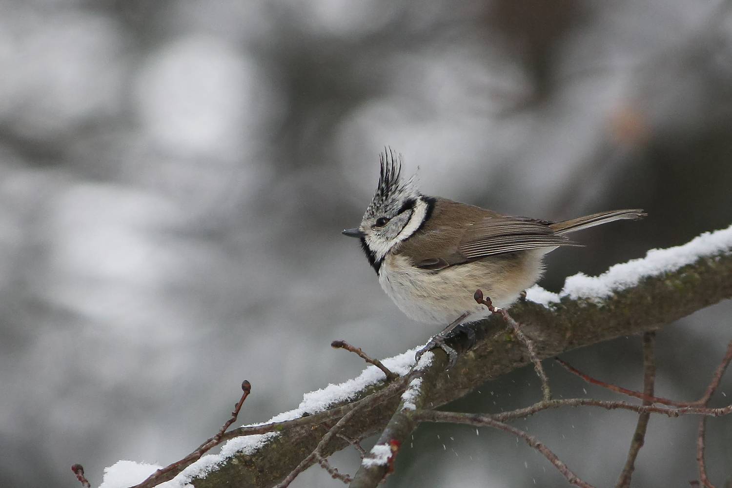гренадерка, хохлатая синица, lophophanes cristatus, КарОл